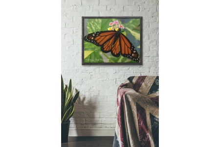 Monarch Butterfly 1