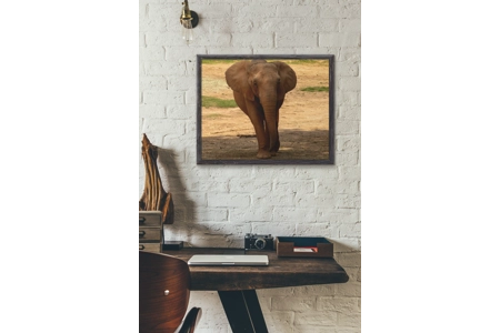 African Elephant 1