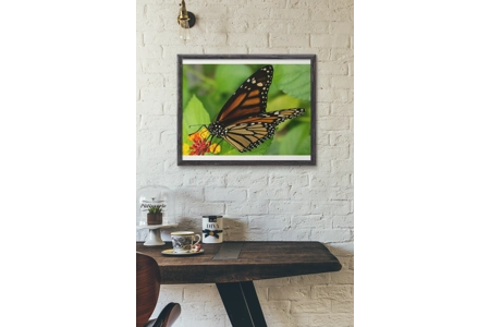 Monarch Butterfly 3