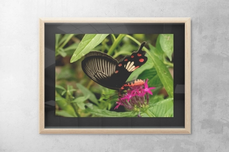 Common Rose Swallowtail 2