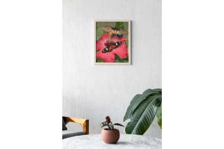 Red Postman and Mormon butterfly red hibiscus flower