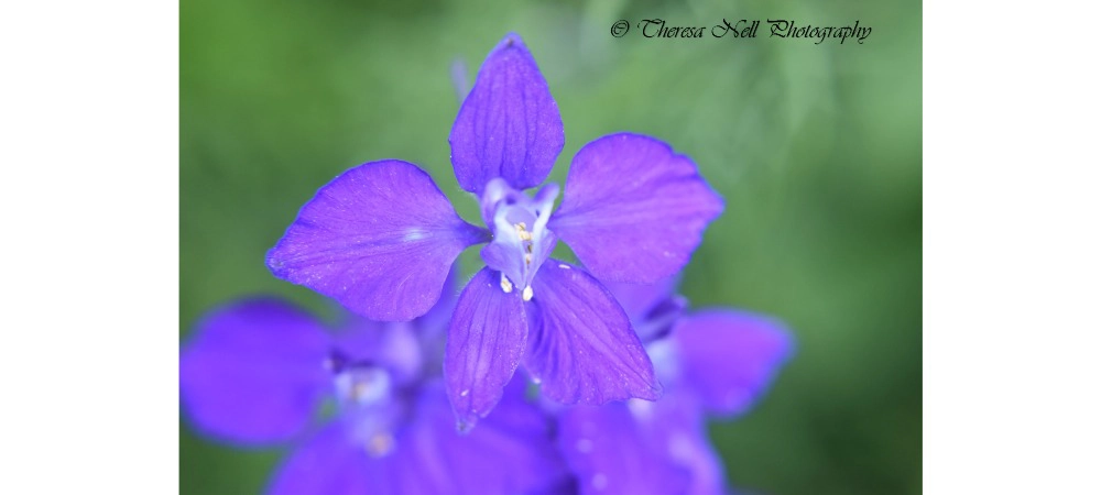 Eastern Larkspur Flower