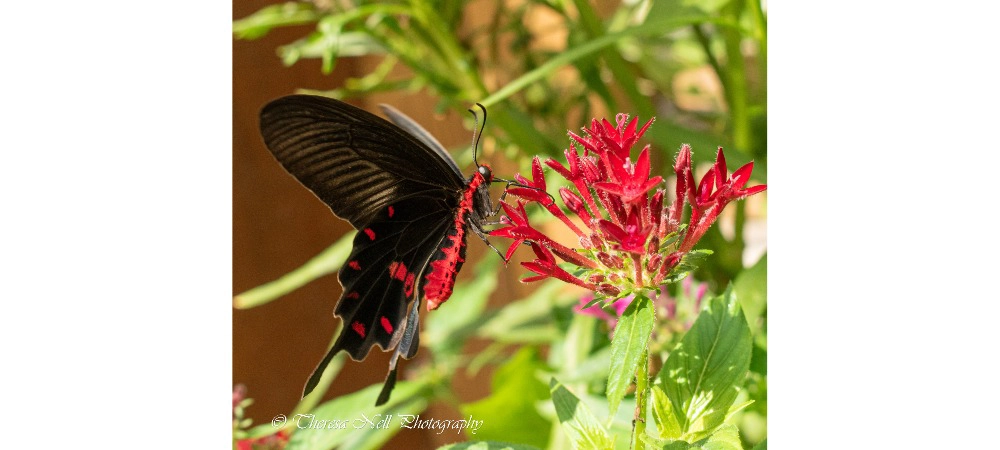 Rose Swallowtail butterfly