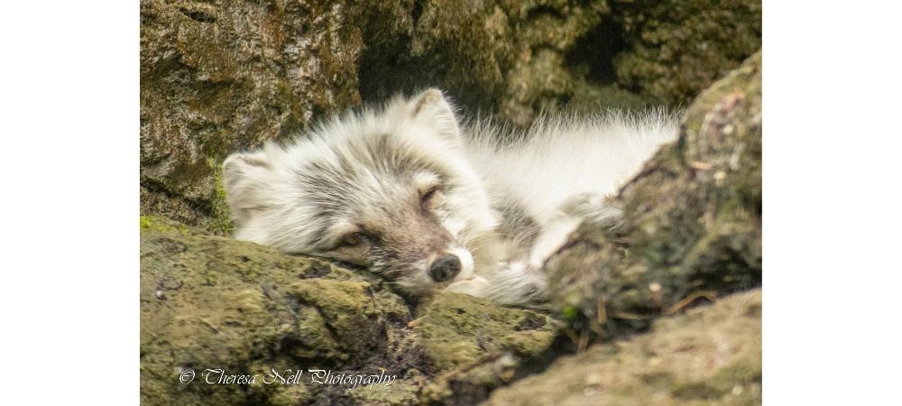 Arctic Fox