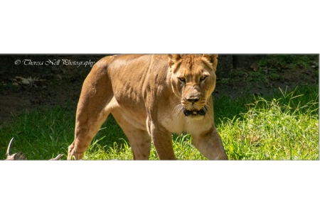 Female African Lion 1