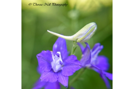 Eastern Larkspur Flower 1 Eastern Larkspur Flower 1