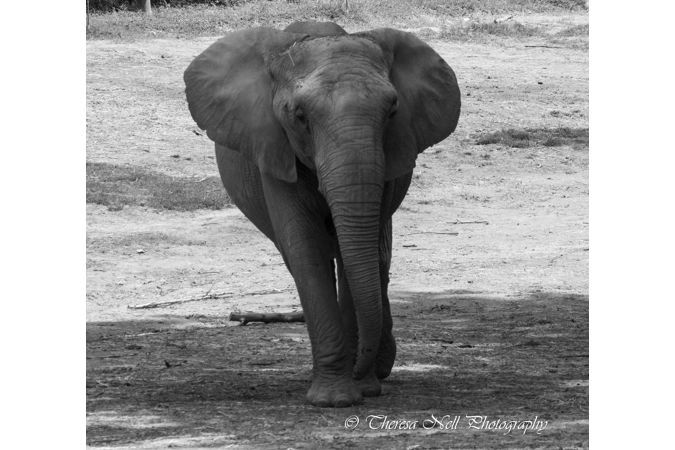 African Elephant 1