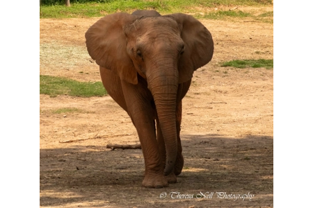 African Elephant 1