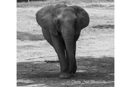 Elephant 3 pack 5X7 Elephant 3 pack 5X7