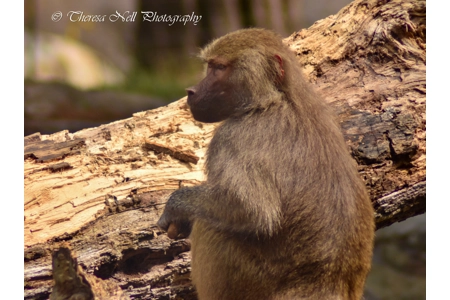 Hamadryas Baboon 1 Hamadryas Baboon 1