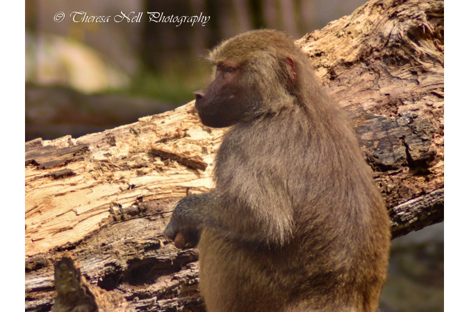 Hamadryas Baboon 1