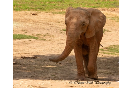 African Elephant 2