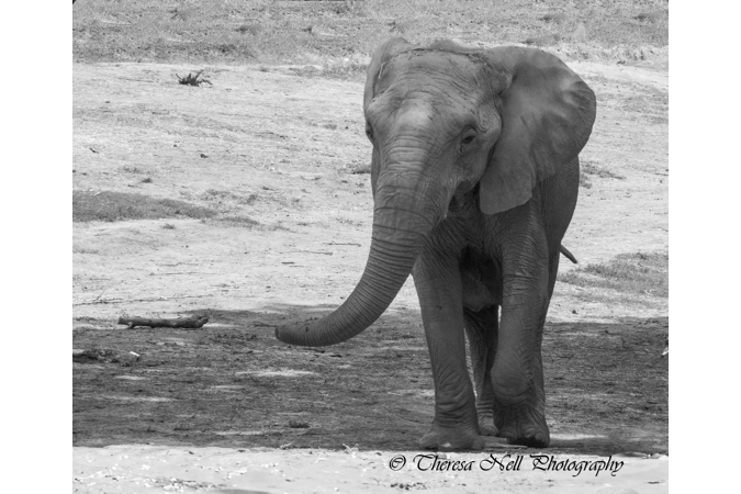 African Elephant 2