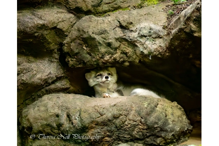 Arctic Fox 4 Arctic Fox 4