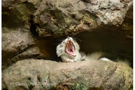 Arctic Fox 1 Arctic Fox 1