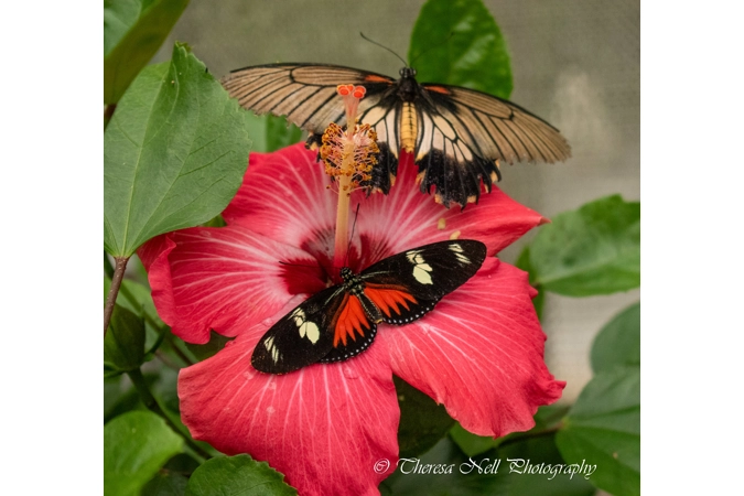 Red Postman and Mormon butterfly red hibiscus flower