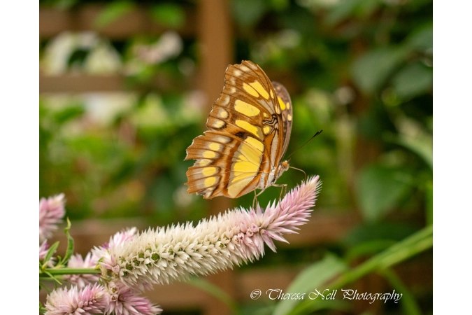Malachite Butterfly 1