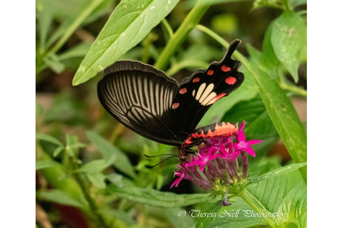 Common Rose Swallowtail 2