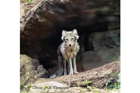 Arctic Fox 2 Arctic Fox 2