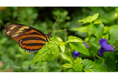 Harmonia Tiger Wing butterfly Harmonia Tiger Wing butterfly