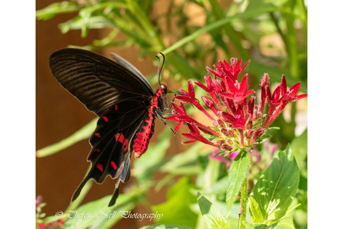 Rose Swallowtail Butterfly 1