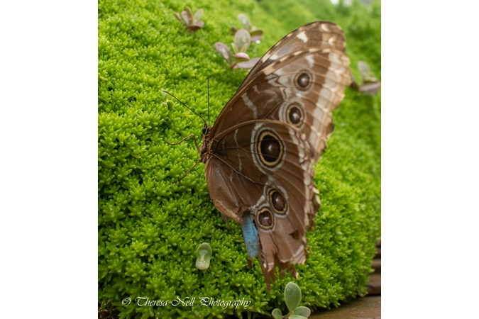 Common Blue Morpho Butterfly