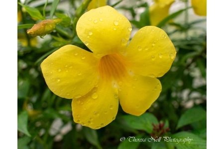 Bush Allamanda Flower Bush Allamanda Flower