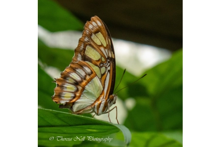 Malachite Butterfly 2 Malachite Butterfly 2