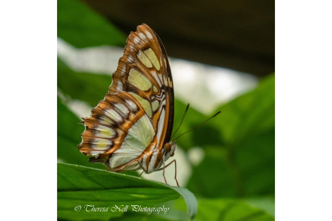 Malachite Butterfly 2