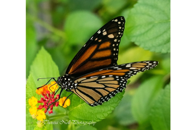 Monarch Butterfly 3