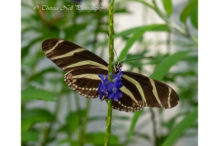 Zebra Long Wing Butterfly Zebra Long Wing Butterfly