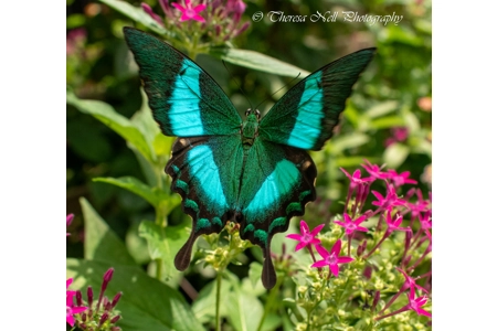 Emerald Swallowtail Butterfly 1 Emerald Swallowtail Butterfly 1