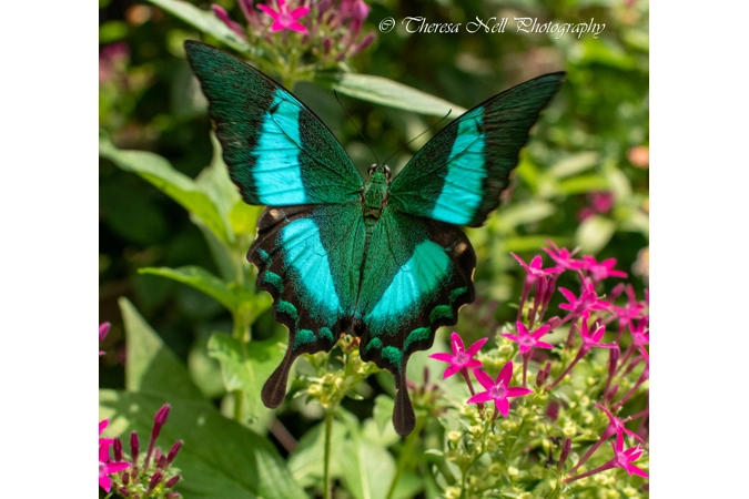 Emerald Swallowtail Butterfly 1 Emerald Swallowtail Butterfly 1