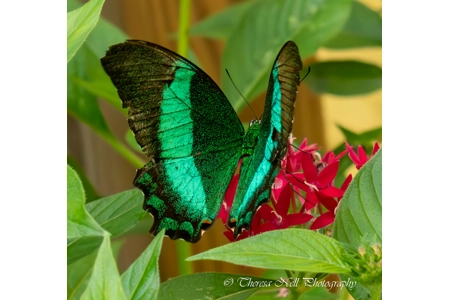 Emerald Swallowtail butterfly 2 Emerald Swallowtail butterfly 2