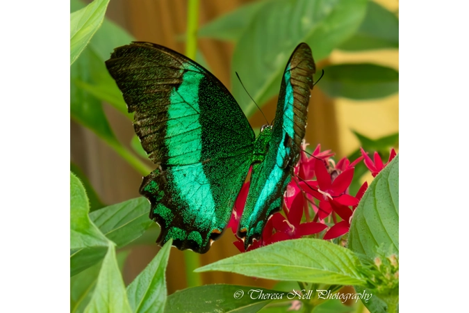 Emerald Swallowtail butterfly 2 Emerald Swallowtail butterfly 2