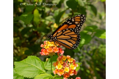 Monarch Butterfly 2 Monarch Butterfly 2