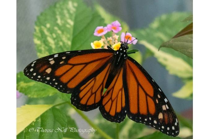 Monarch Butterfly 1