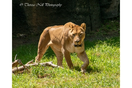 Female African Lion 1 Female African Lion 1