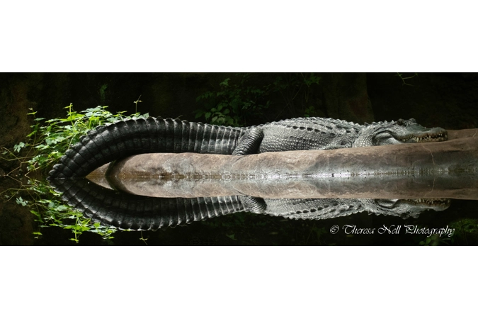 American Alligator American Alligator