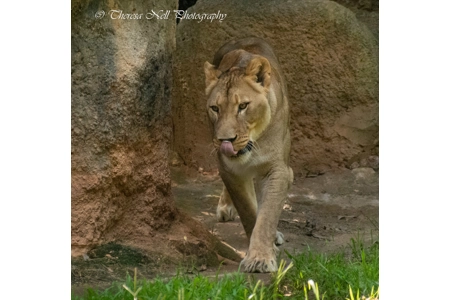 Female African Lion 2 Female African Lion 2