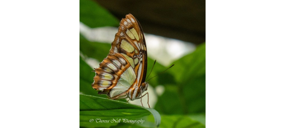 Malachite Butterfly