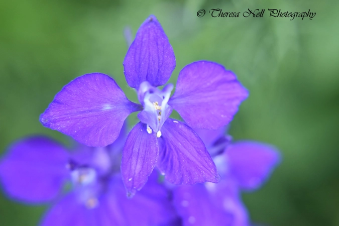 Eastern Larkspur flower 2