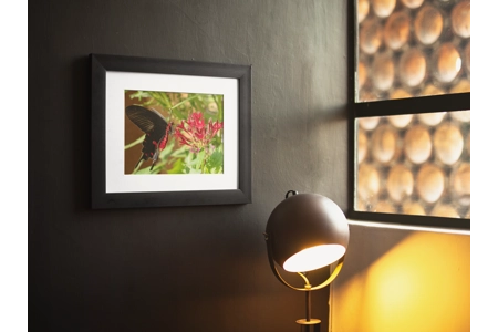 Rose Swallowtail Butterfly 1