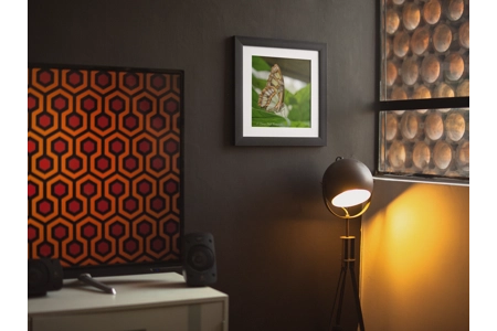 Malachite Butterfly 2