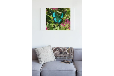 Emerald Swallowtail Butterfly 1 Emerald Swallowtail Butterfly 1