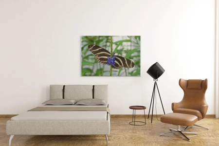 Zebra Long Wing Butterfly