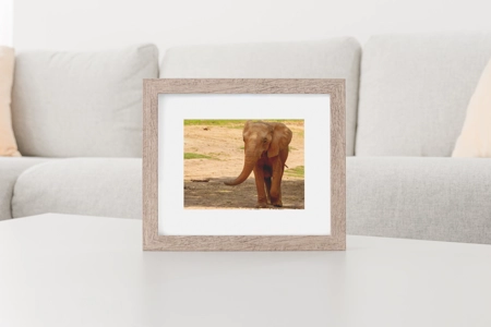 African Elephant 2