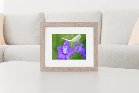 Eastern Larkspur Flower 1