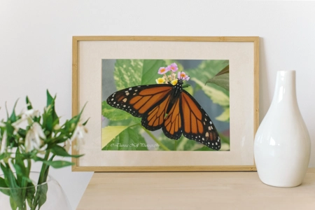 Monarch Butterfly 1