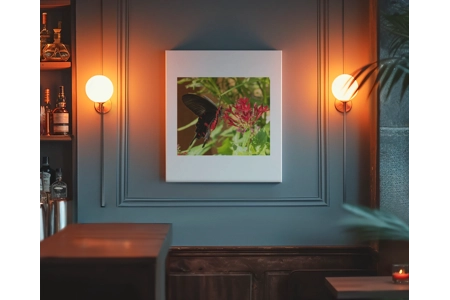 Rose Swallowtail Butterfly 1